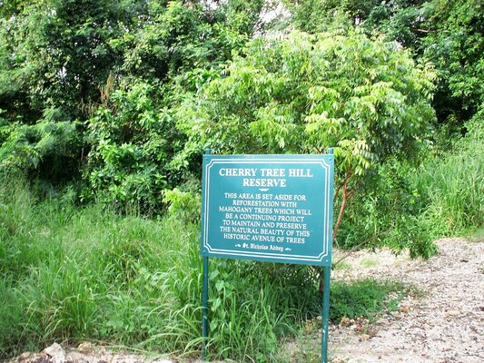 Cherry Tree Hill