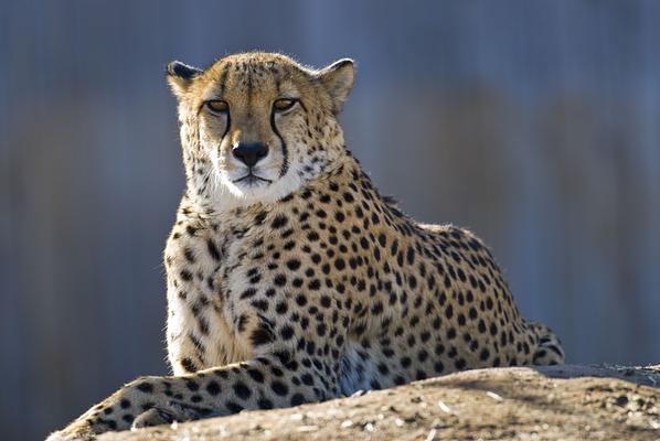 Denver Zoo