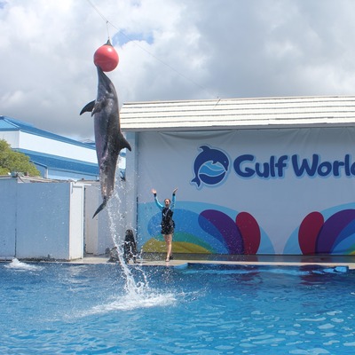 General Admission  Gulf World Marine Park