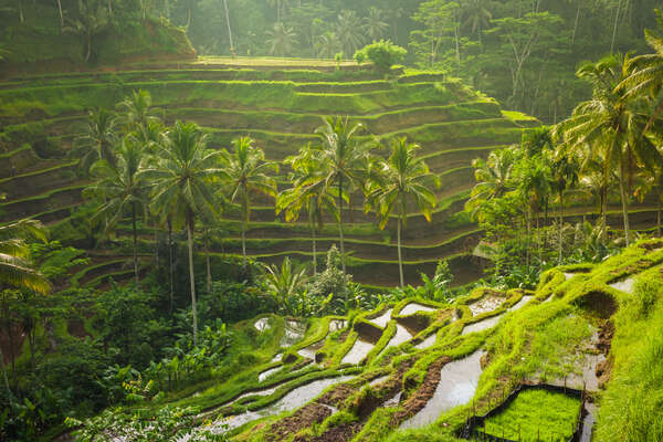 72 hours in Ubud