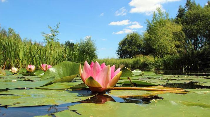 WWT London Wetland Centre