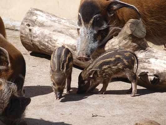 Edinburgh Zoo