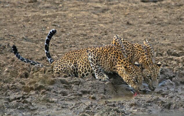 Mahoora Tented Safari Camp Wilpattu