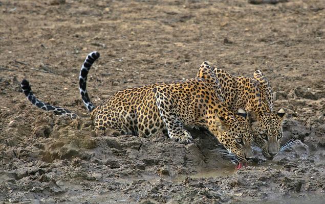 Mahoora Tented Safari Camp Wilpattu