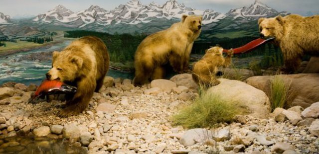 International Wildlife Museum