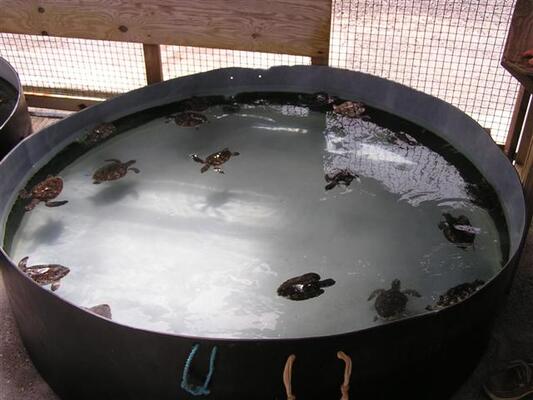 Old Hegg Turtle Sanctuary
