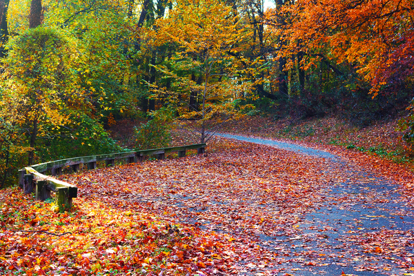 Washington Park Arboretum