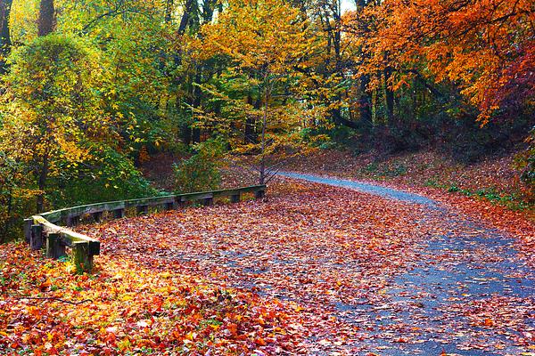 Washington Park Arboretum