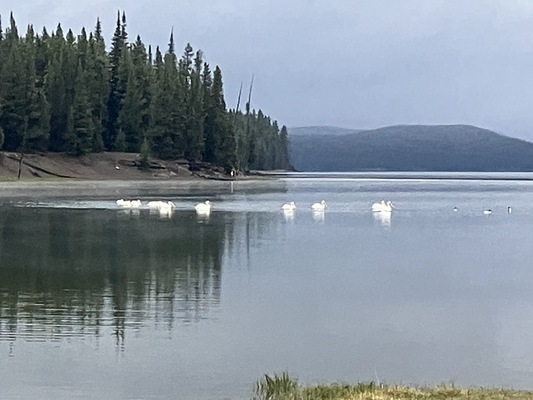 Grant Village Campground