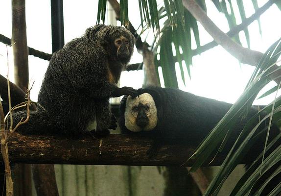 Parc De Lunaret-zoo De Montpellier