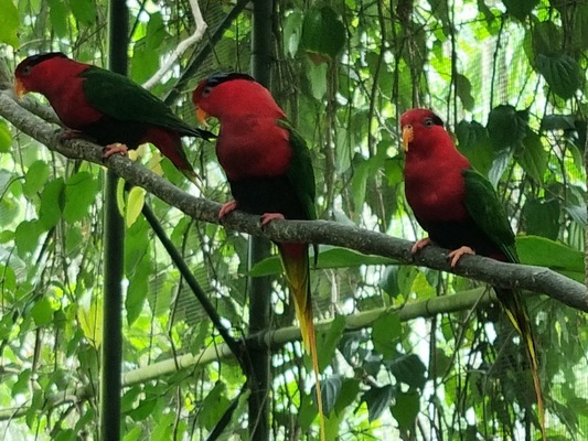 Port Moresby Nature Park