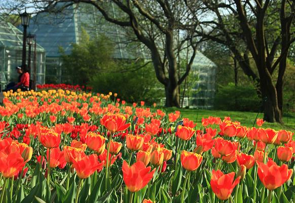 Brooklyn Botanic Garden