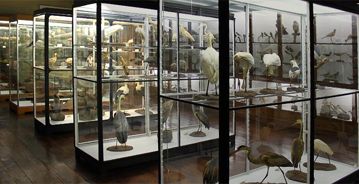 Museum of Natural History (Municipal Museum of Funchal)