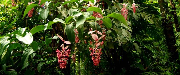 Hawaii Tropical Bioreserve and Garden