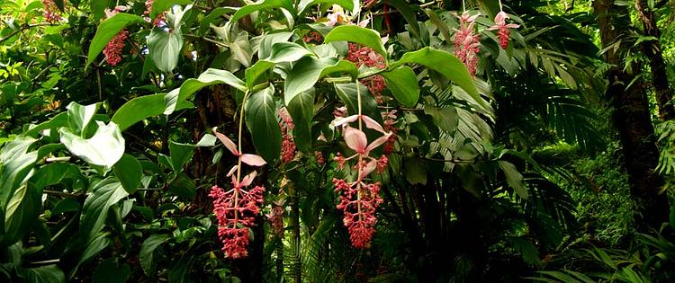 Hawaii Tropical Bioreserve and Garden