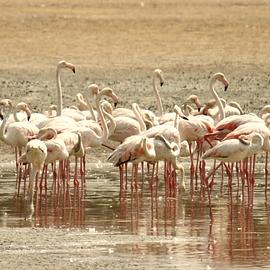 Ras Al Khor Wildlife Sanctuary