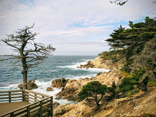 Lone Cypress