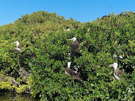 Frigate Bird Sanctuary