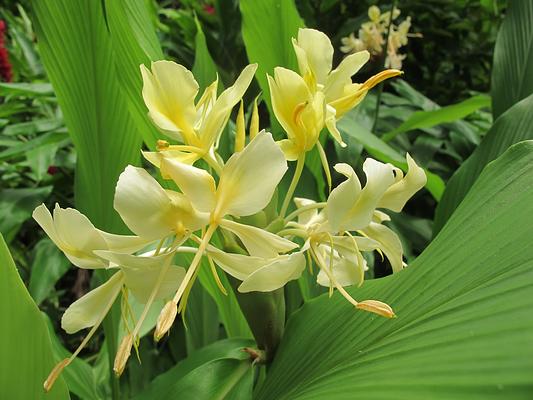 Flower Forest