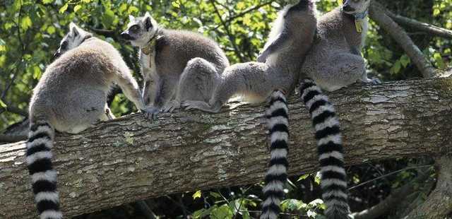 Duke Lemur Center