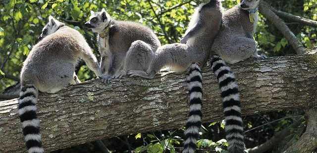 Duke Lemur Center