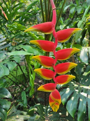 Belize Botanic Gardens