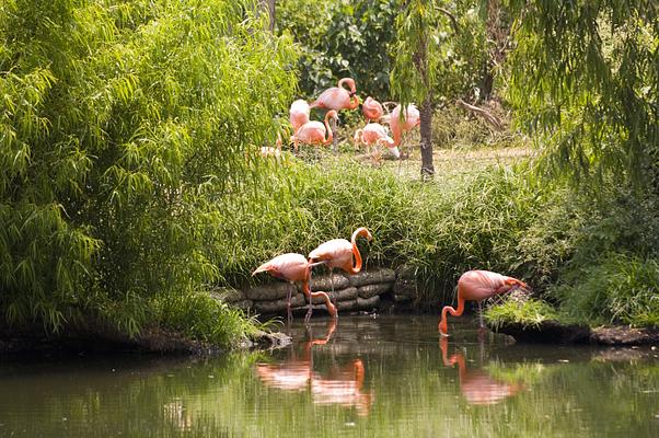 Audubon Zoo