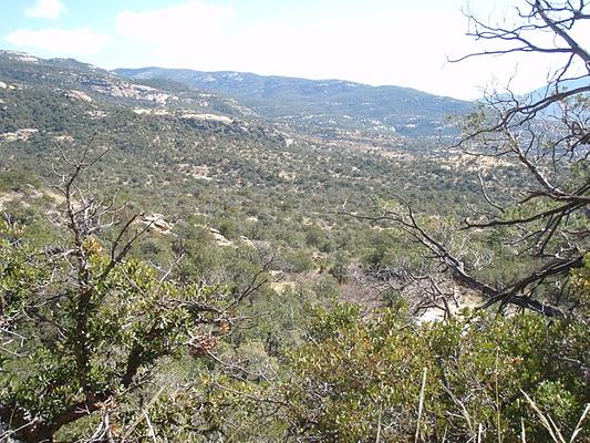 Saguaro National Park