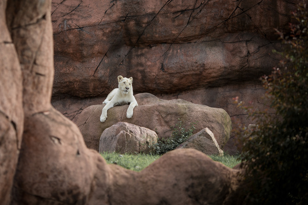 Toronto Zoo