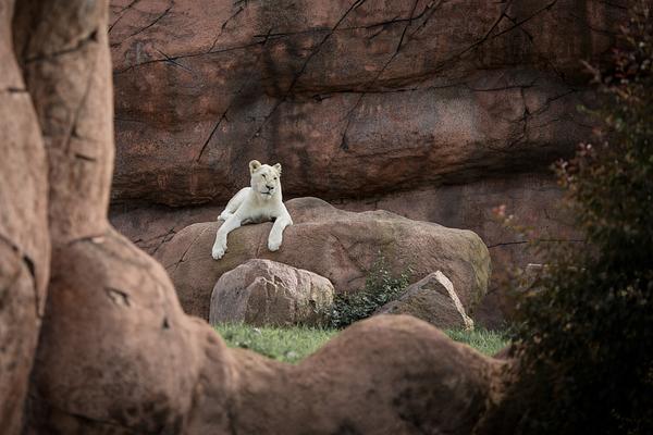 Toronto Zoo