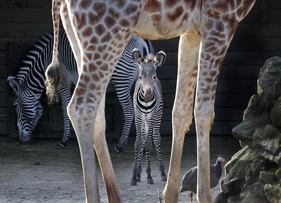 ARTIS Amsterdam Royal Zoo