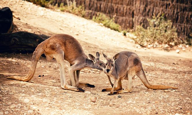 Melbourne Zoo