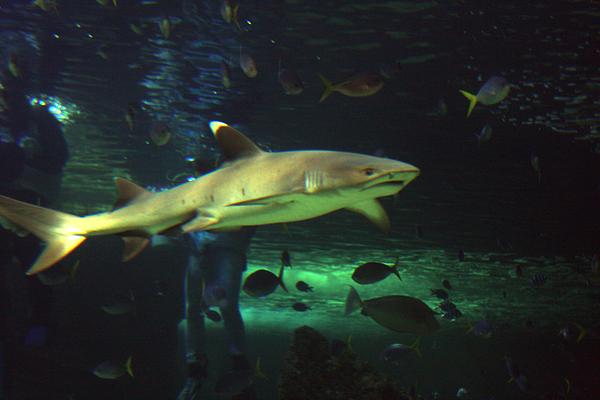 Sea Life Sydney Aquarium