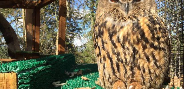 Cascades Raptor Center