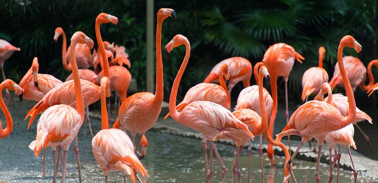 Singapore Zoo