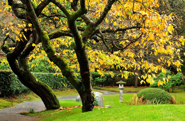 Nitobe Memorial Garden