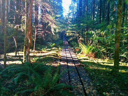 Lynn Canyon Park