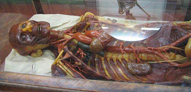 Museo di Storia Naturale - La Specola