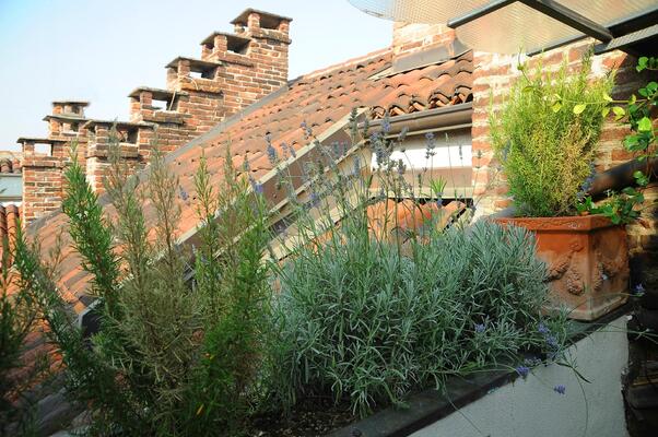 Le Due Matote