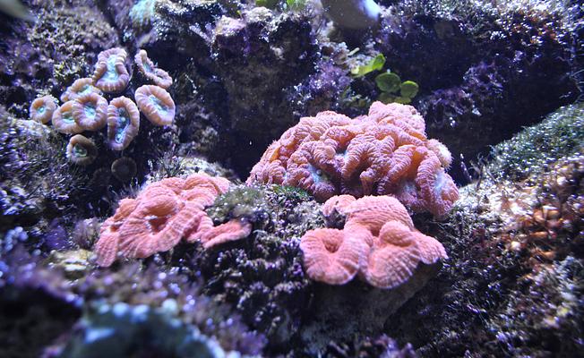 Sea Life Sydney Aquarium