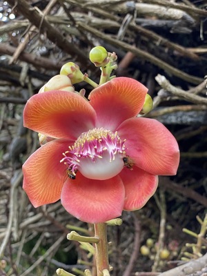Botanical Gardens