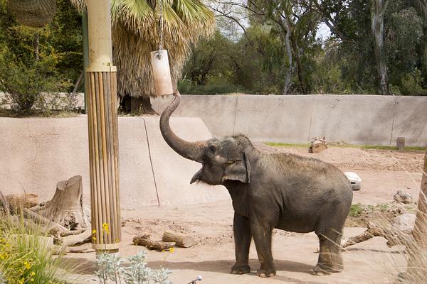 Phoenix Zoo