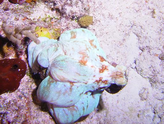 Scuba Club Cozumel