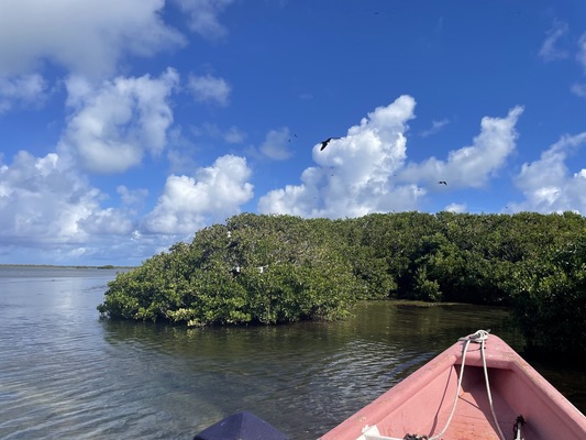 Frigate Bird Sanctuary