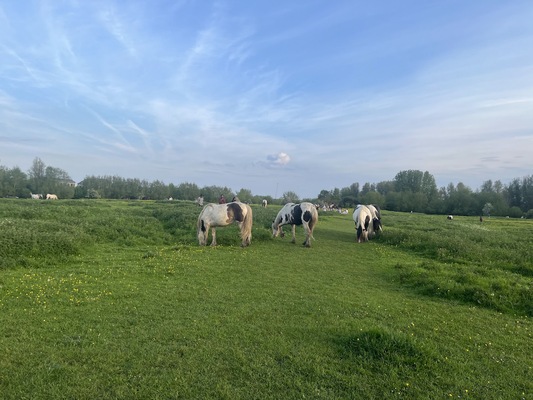 Port Meadow