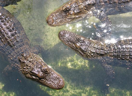 St. Augustine Alligator Farm Zoological Park