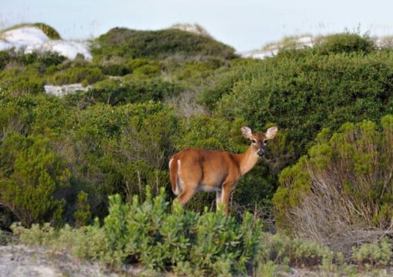 St. Andrews State Park