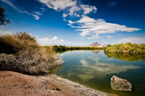 Henderson Bird Viewing Preserve