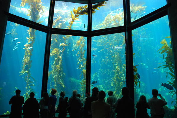 Monterey Bay Aquarium