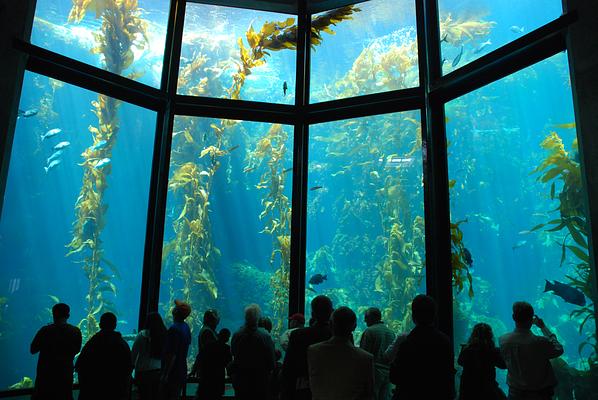 Monterey Bay Aquarium